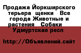 Продажа Йоркширского терьера, щенки - Все города Животные и растения » Собаки   . Удмуртская респ.